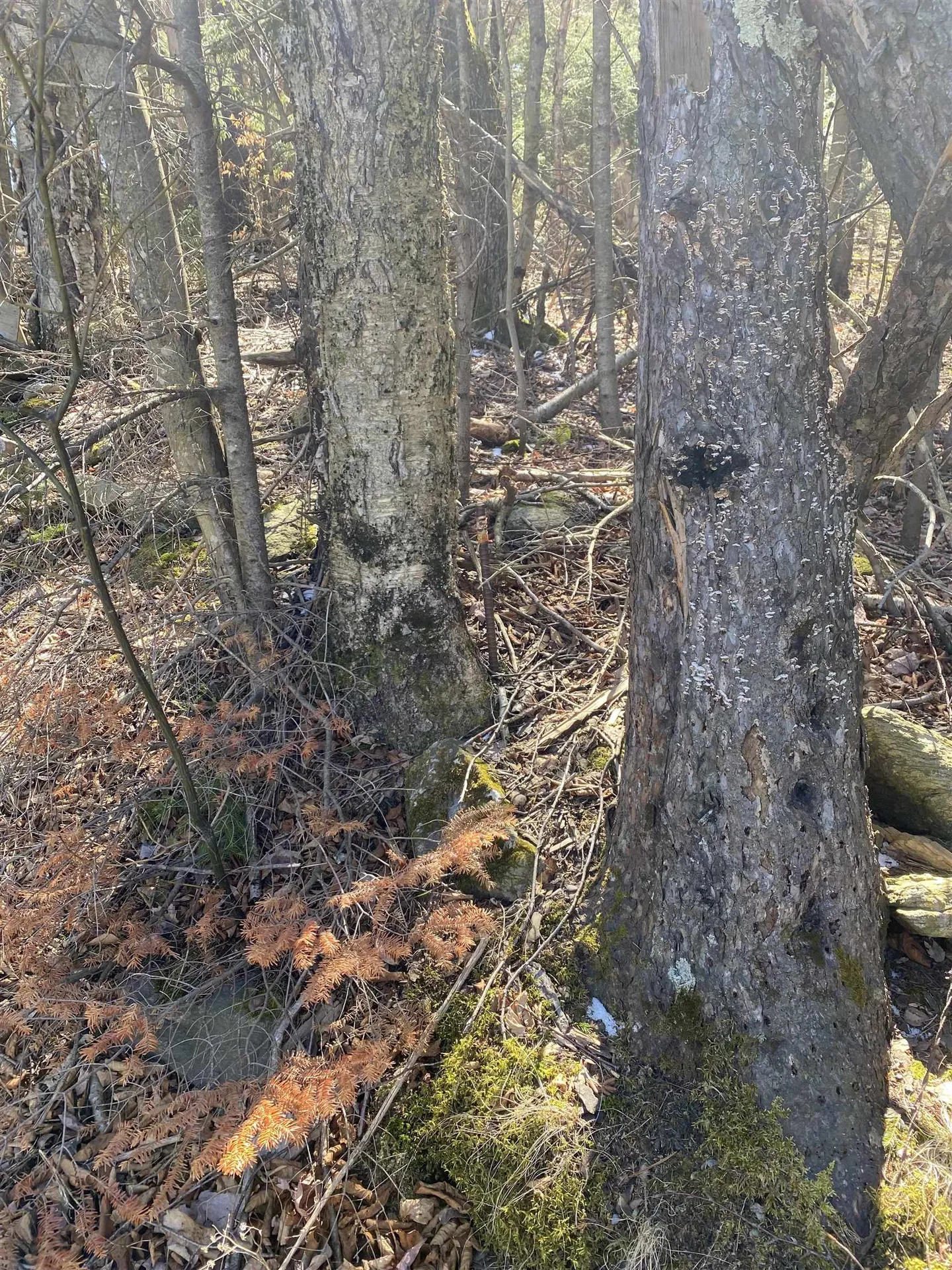 Lot 2 Mann Road Wilmington VT 05363