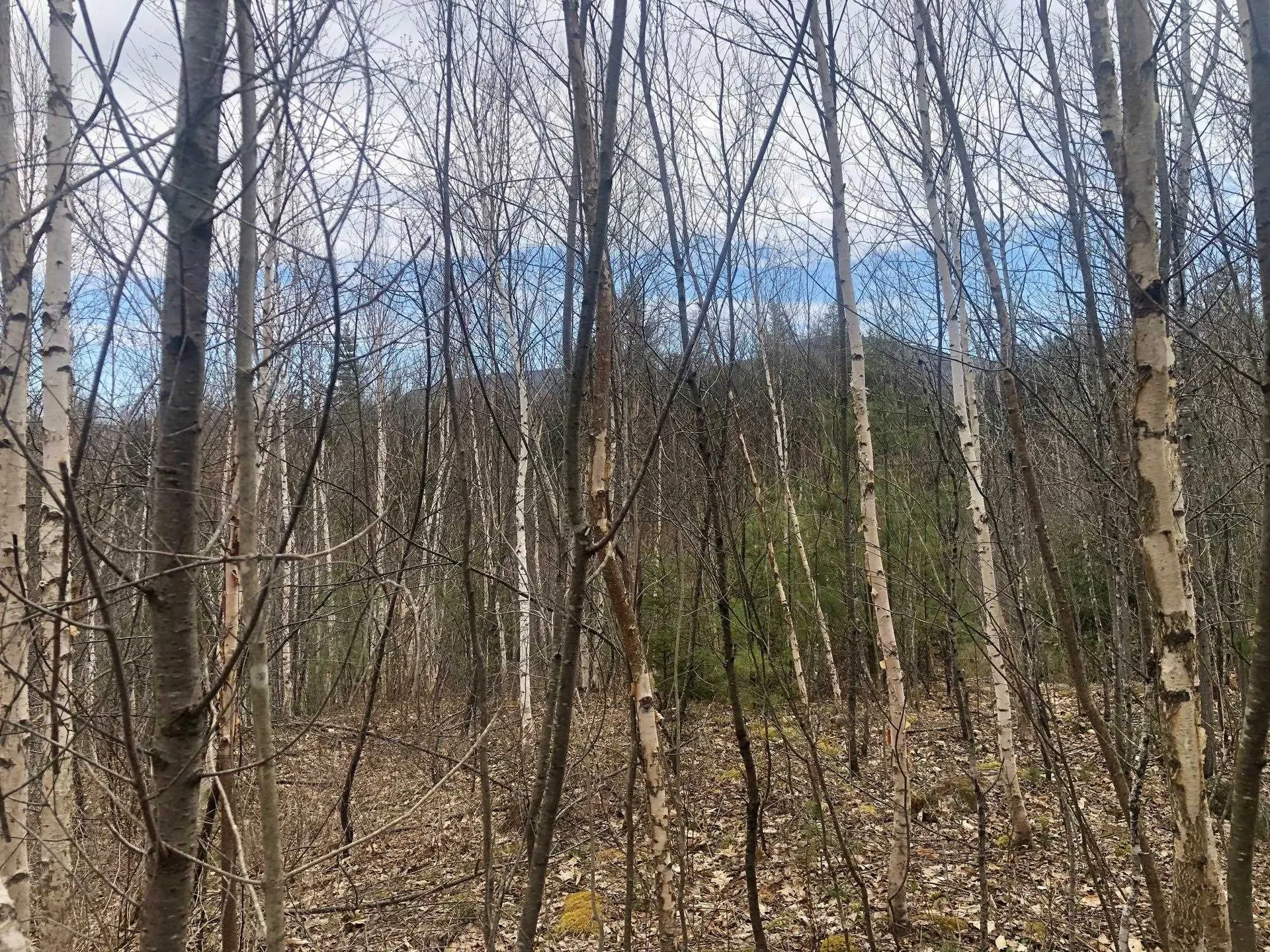 00 Wild Ammonoosuc Road Haverhill NH 03774