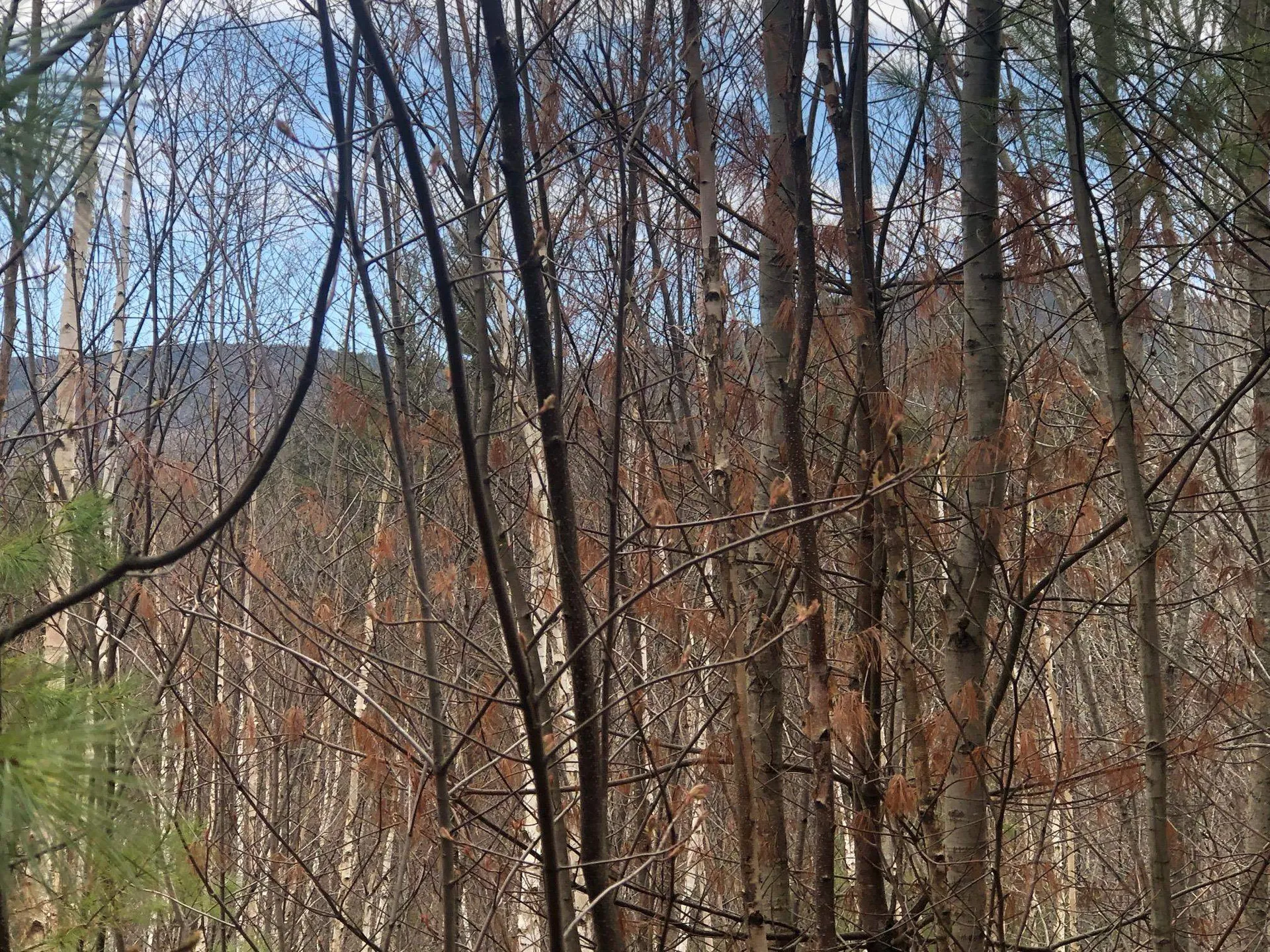 00 Wild Ammonoosuc Road Haverhill NH 03774
