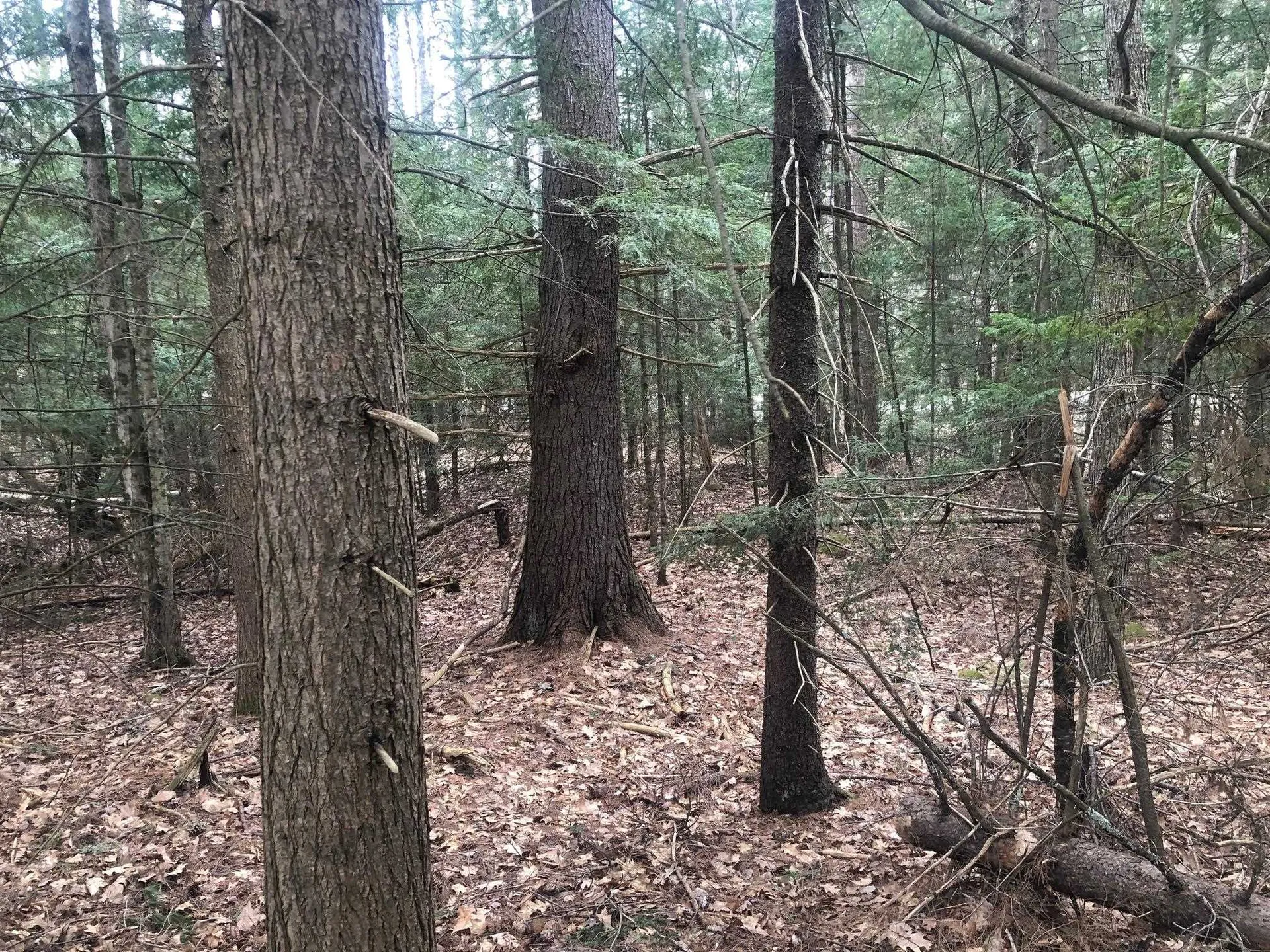 00 Wild Ammonoosuc Road Haverhill NH 03774