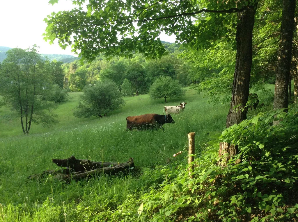 26 Drew Road Tunbridge VT 05077