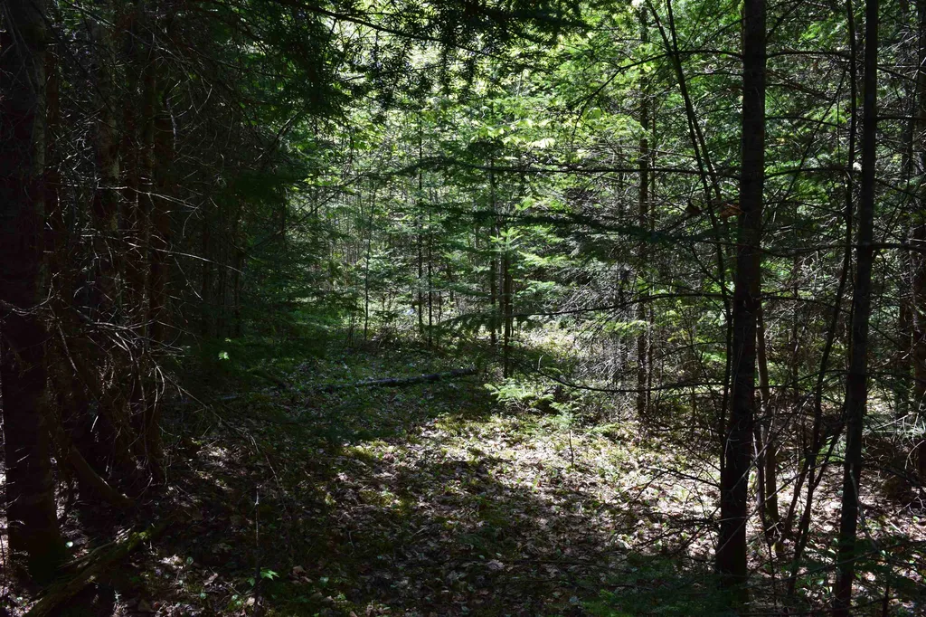 Lot 11 Northwoods Drive Whitefield NH 03598