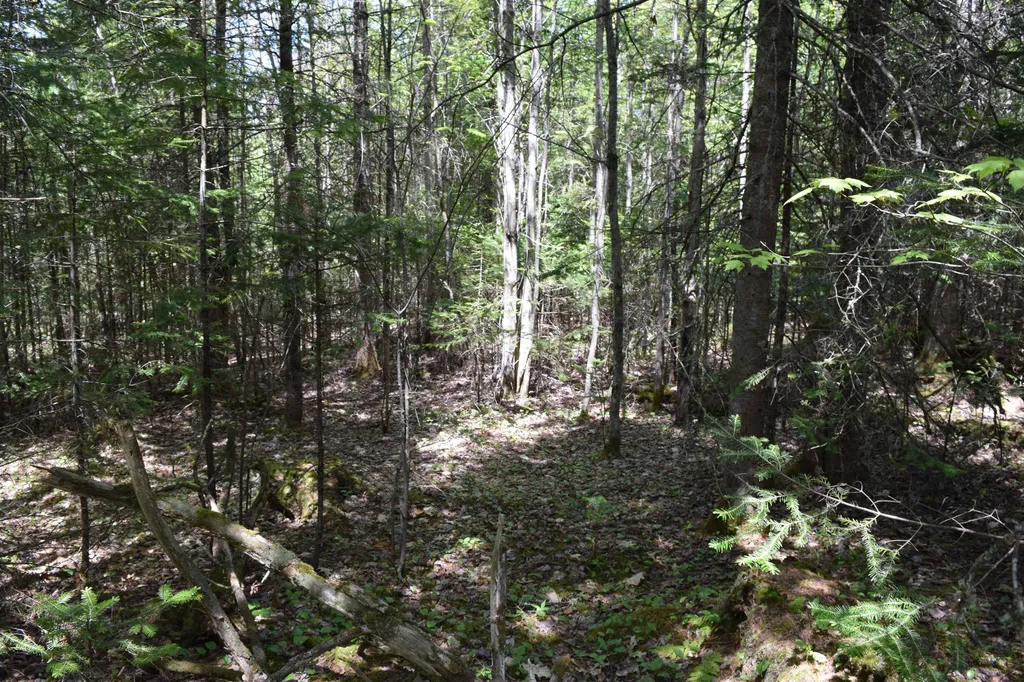 Lot 11 Northwoods Drive Whitefield NH 03598