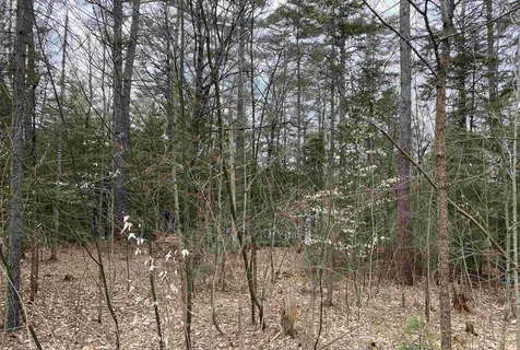 53 Anderson Pond Road Grantham NH 03753
