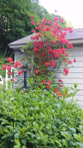 95 Williams Street Brattleboro VT 05301