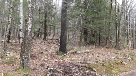 Lot 29 Larry Drive Alton NH 03809