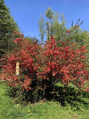 8 Old Stage Road Newfane VT 05345
