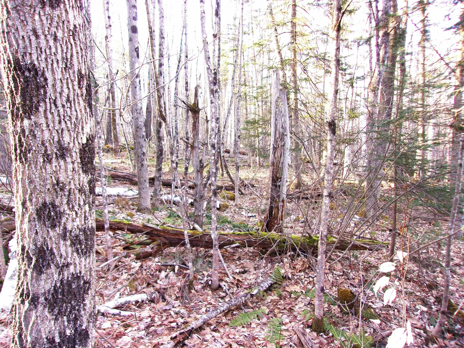 Deerfield Drive Haverhill NH 03785