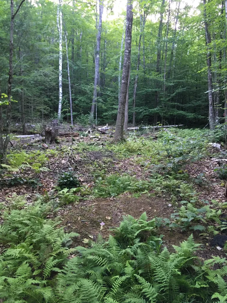 Hinkson Brook Road Canaan NH 03741