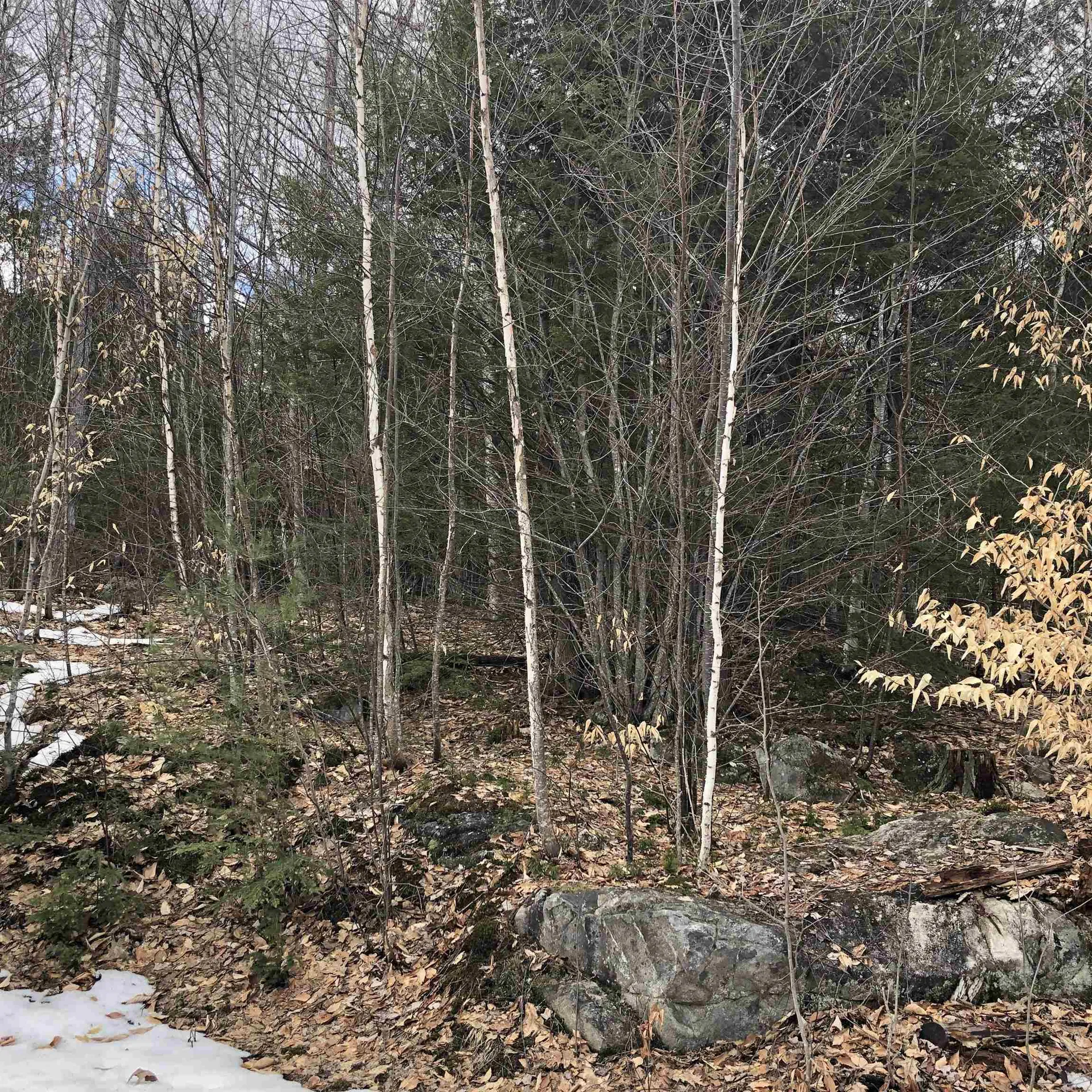 323 Cheever Road Wentworth NH 03282