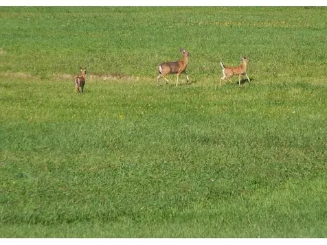 364 Deer Run Road Alburgh VT 05440