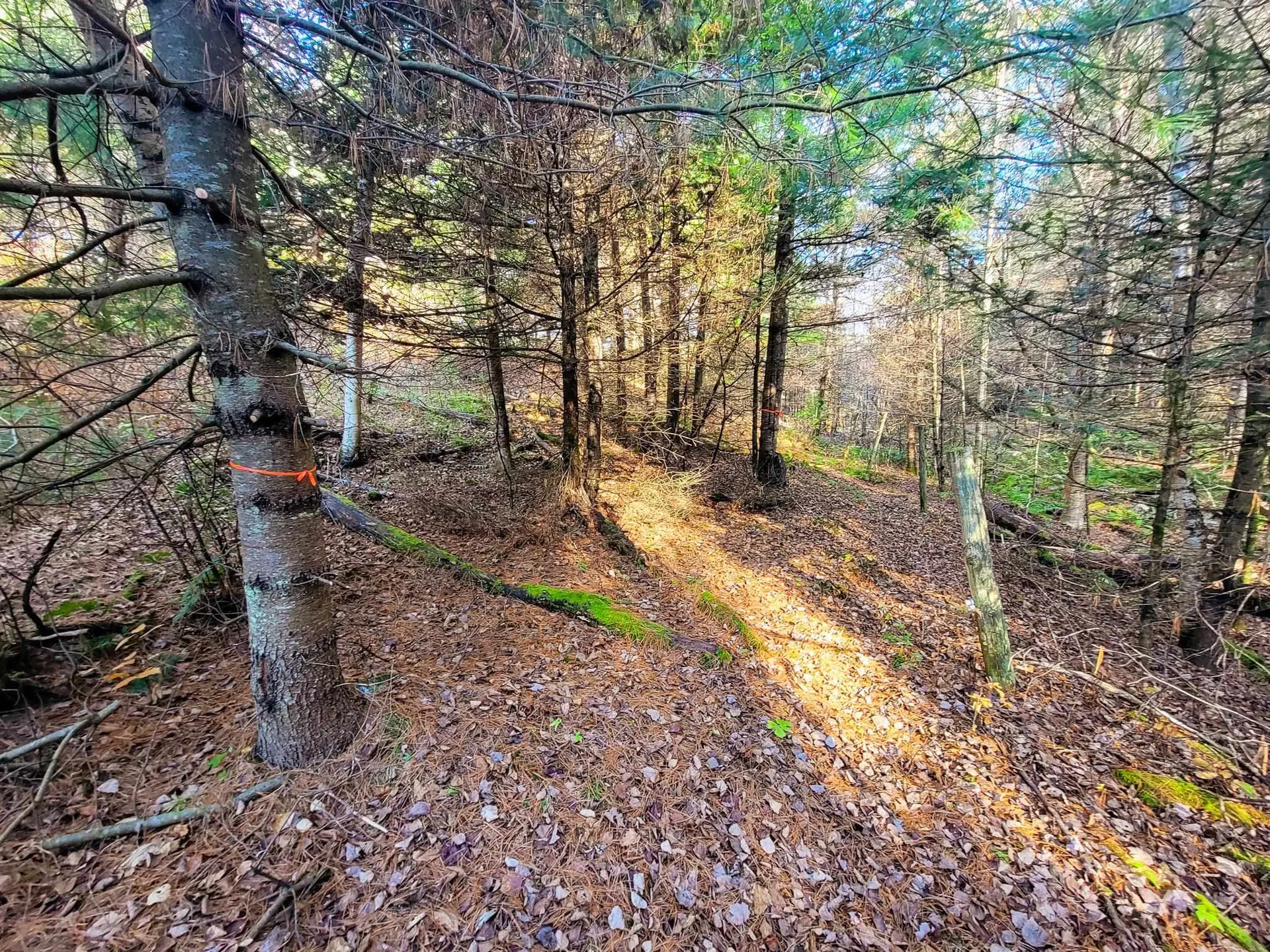 297 Farwell Street Barre Town VT 05641