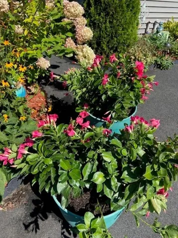 8 Stone Avenue Claremont NH 03743