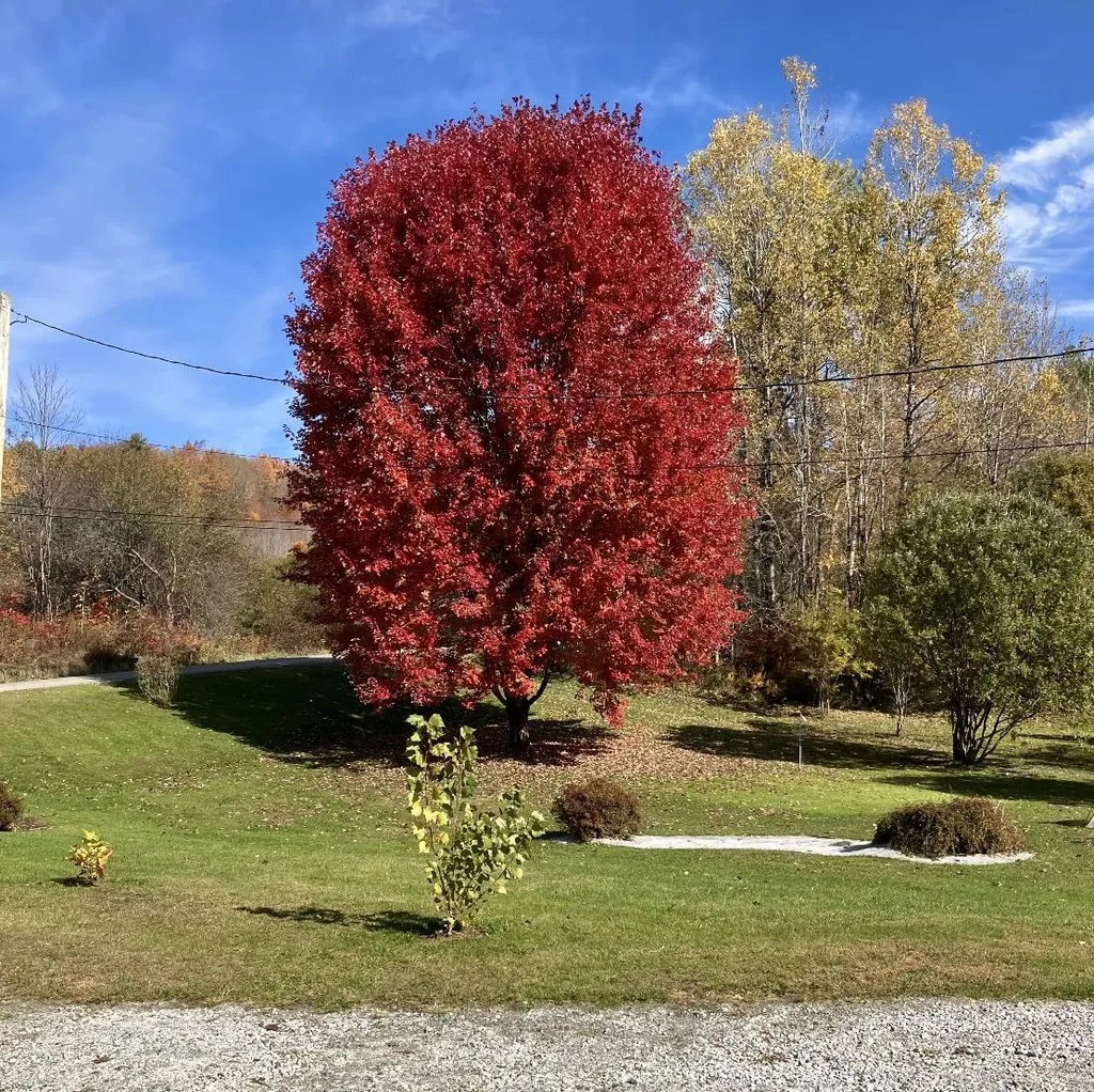 403 Chartier Hill Road Woodbury VT 05681