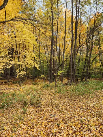 394 Timson Hill Road Newfane VT 05345
