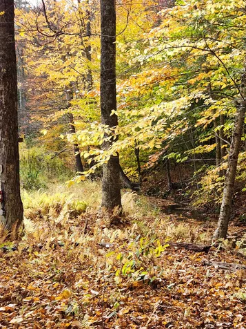 394 Timson Hill Road Newfane VT 05345