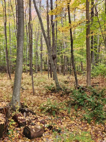 394 Timson Hill Road Newfane VT 05345