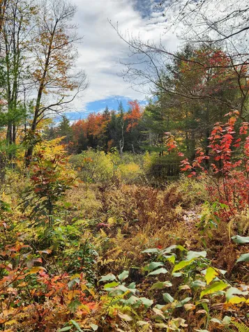 394 Timson Hill Road Newfane VT 05345