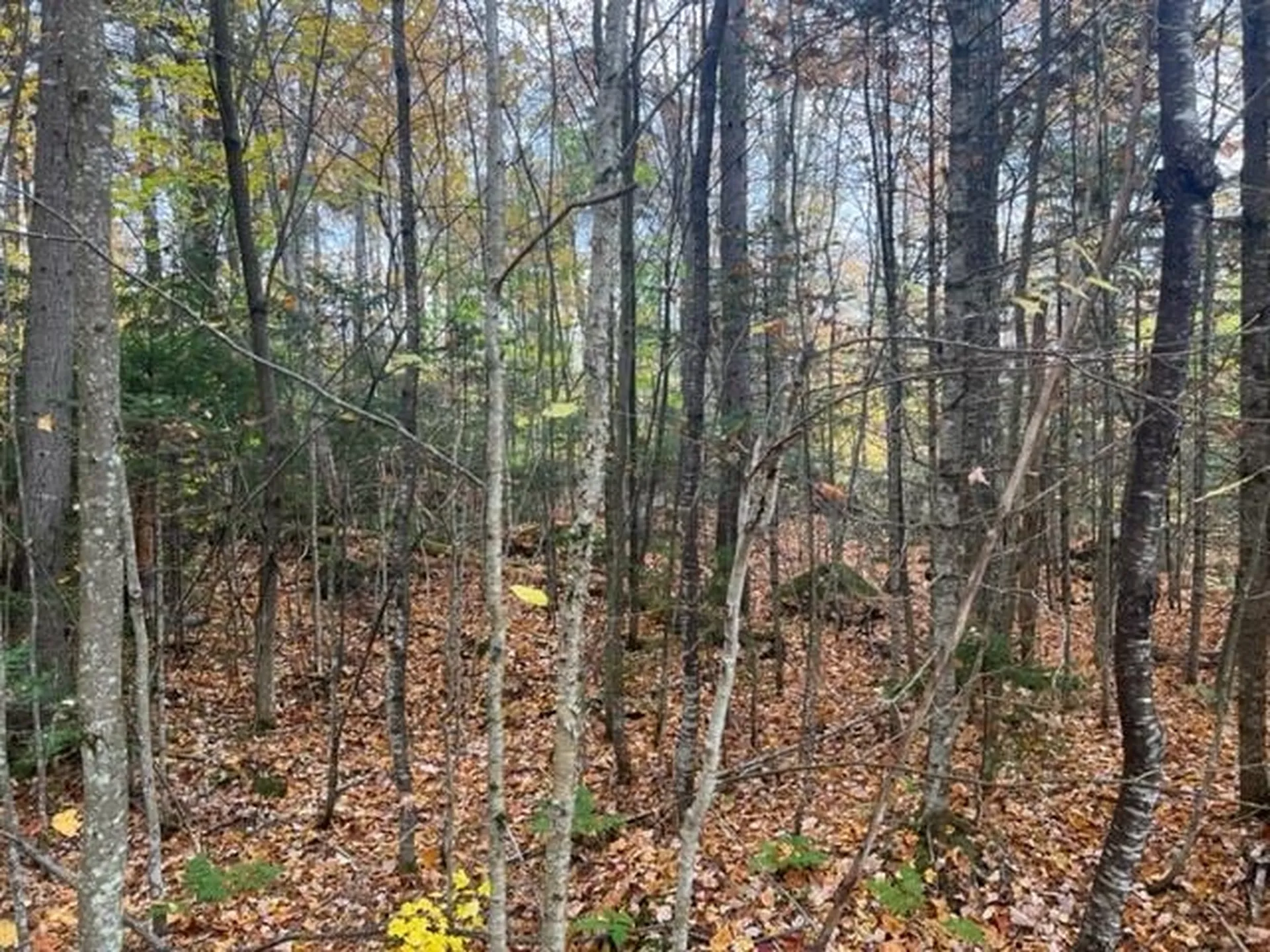3175 State Forest Road Groton VT 05046