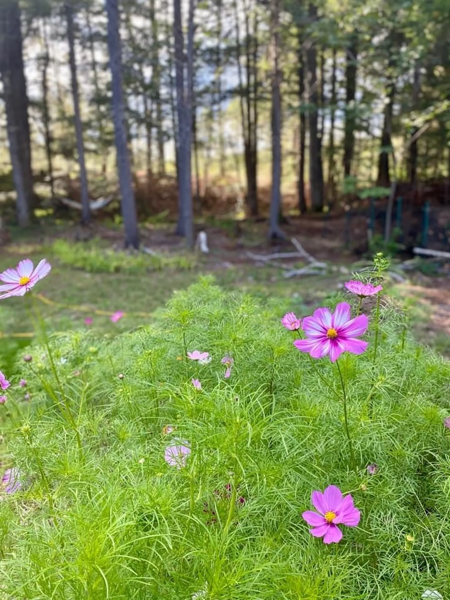 159 Millbrook Road Grafton NH 03240