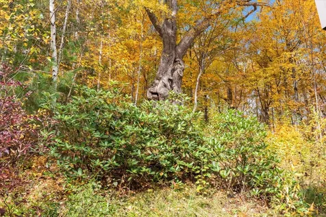 182 Timothy Way Williston VT 05495