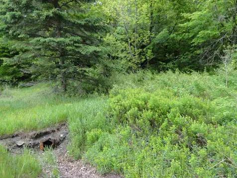 L17 Dry Pond Road Glover VT 05839
