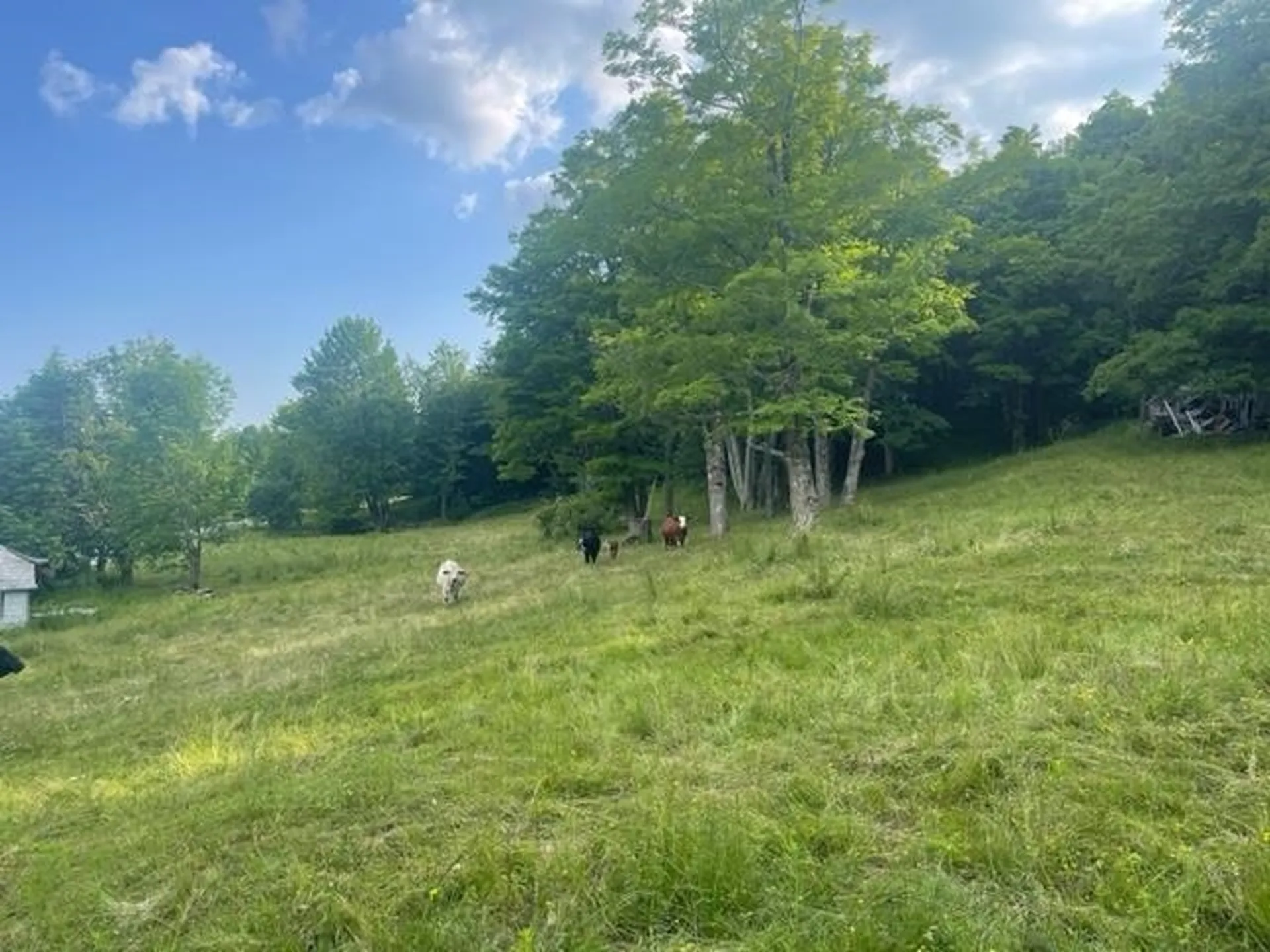 2027 Burrington Hill Road Whitingham VT 05361