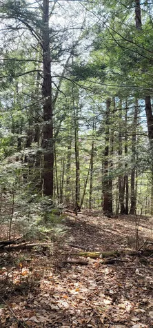 16 Beech River Circle Ossipee NH 03814