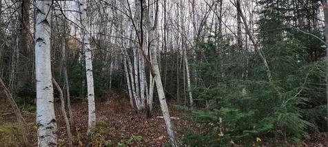 Lot 194-1 Noyes Street Bethlehem NH 03574