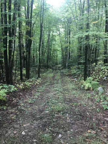 1156 Bear Mountain Road Wallingford VT 05773