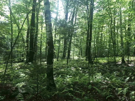 1156 Bear Mountain Road Wallingford VT 05773