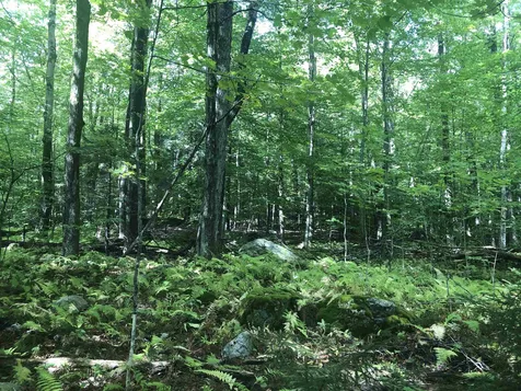 1156 Bear Mountain Road Wallingford VT 05773