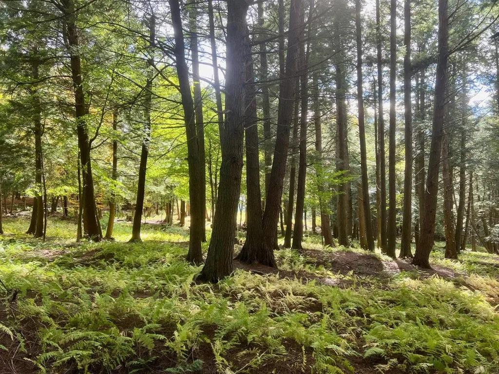 1025 Weeks Hill Road Stowe VT 05672