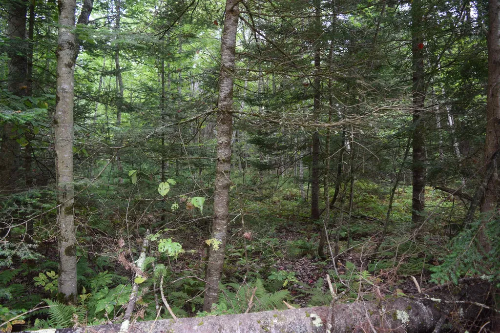 Pawtuckaway Road Haverhill NH 03765