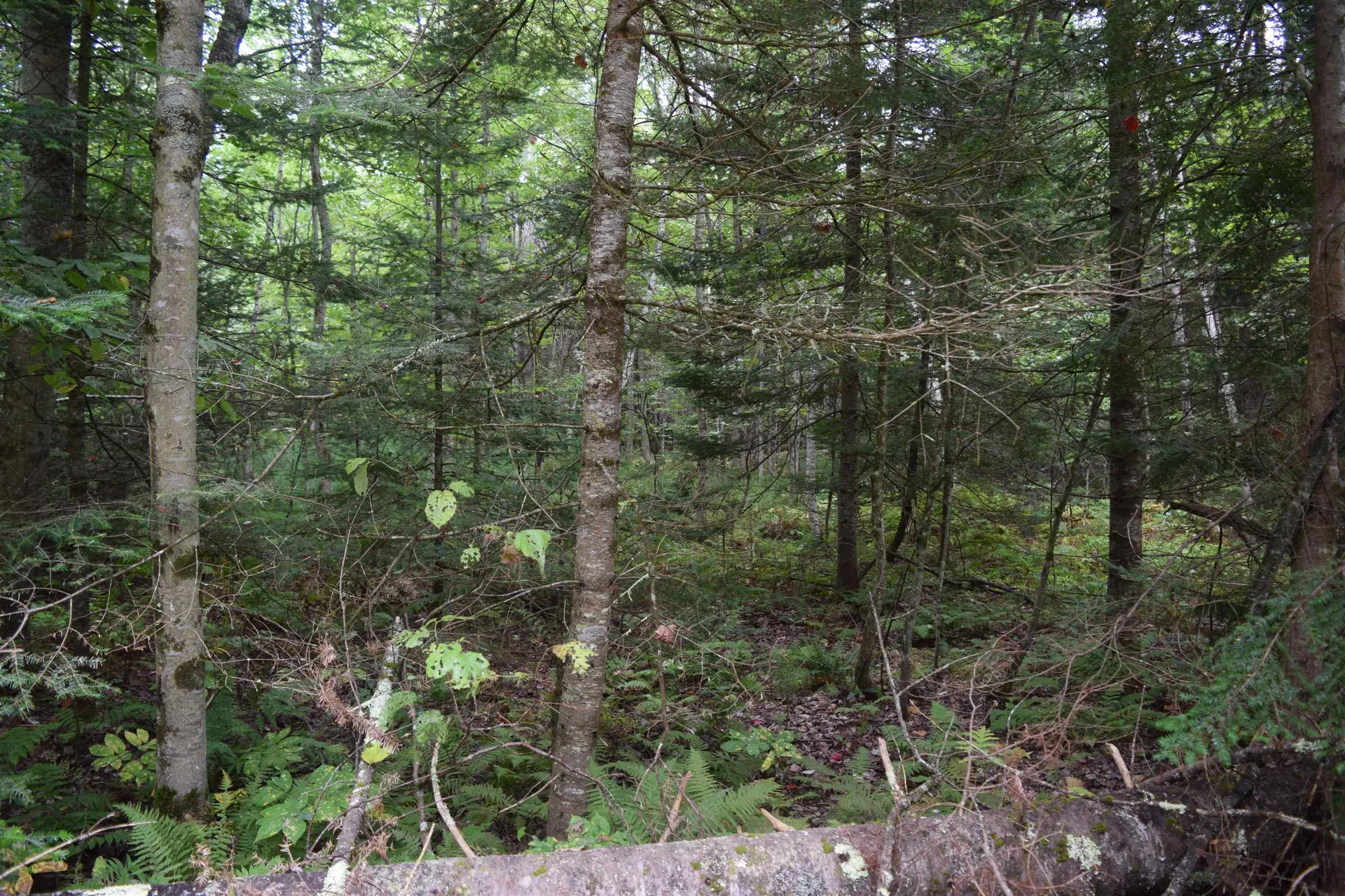 Pawtuckaway Road Haverhill NH 03765