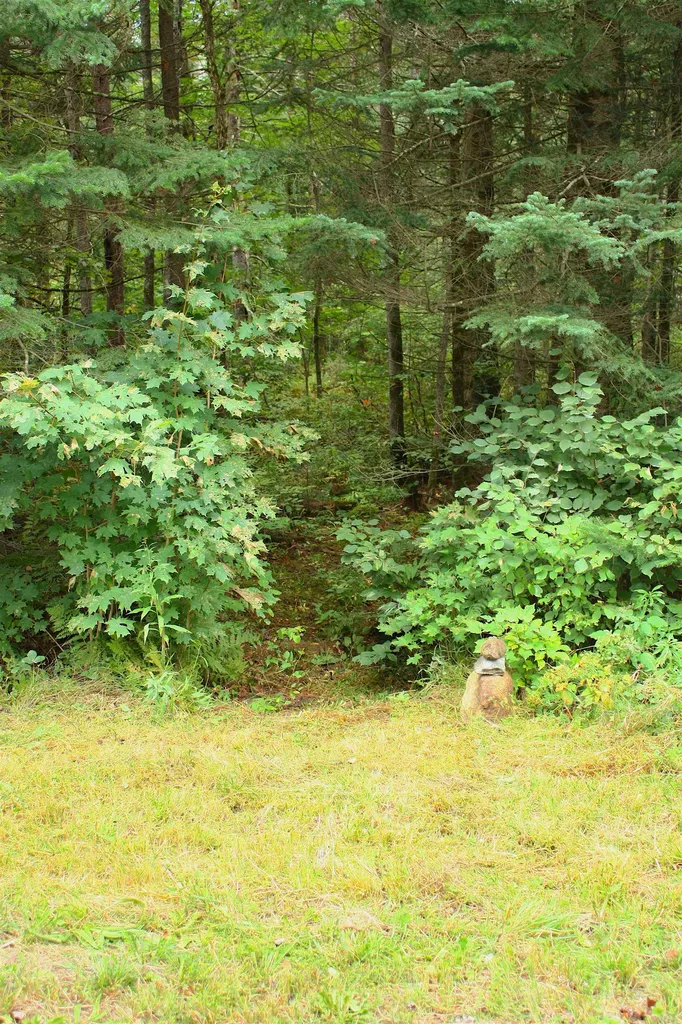 000 Scotch Hollow Road Newbury VT 05051