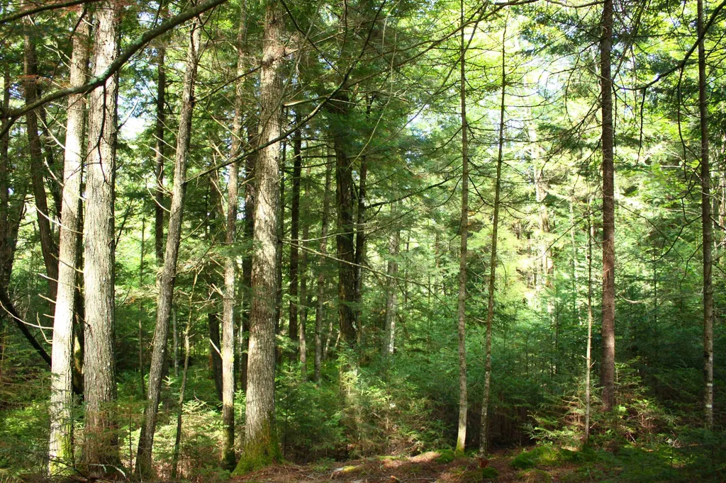 000 Scotch Hollow Road Newbury VT 05051