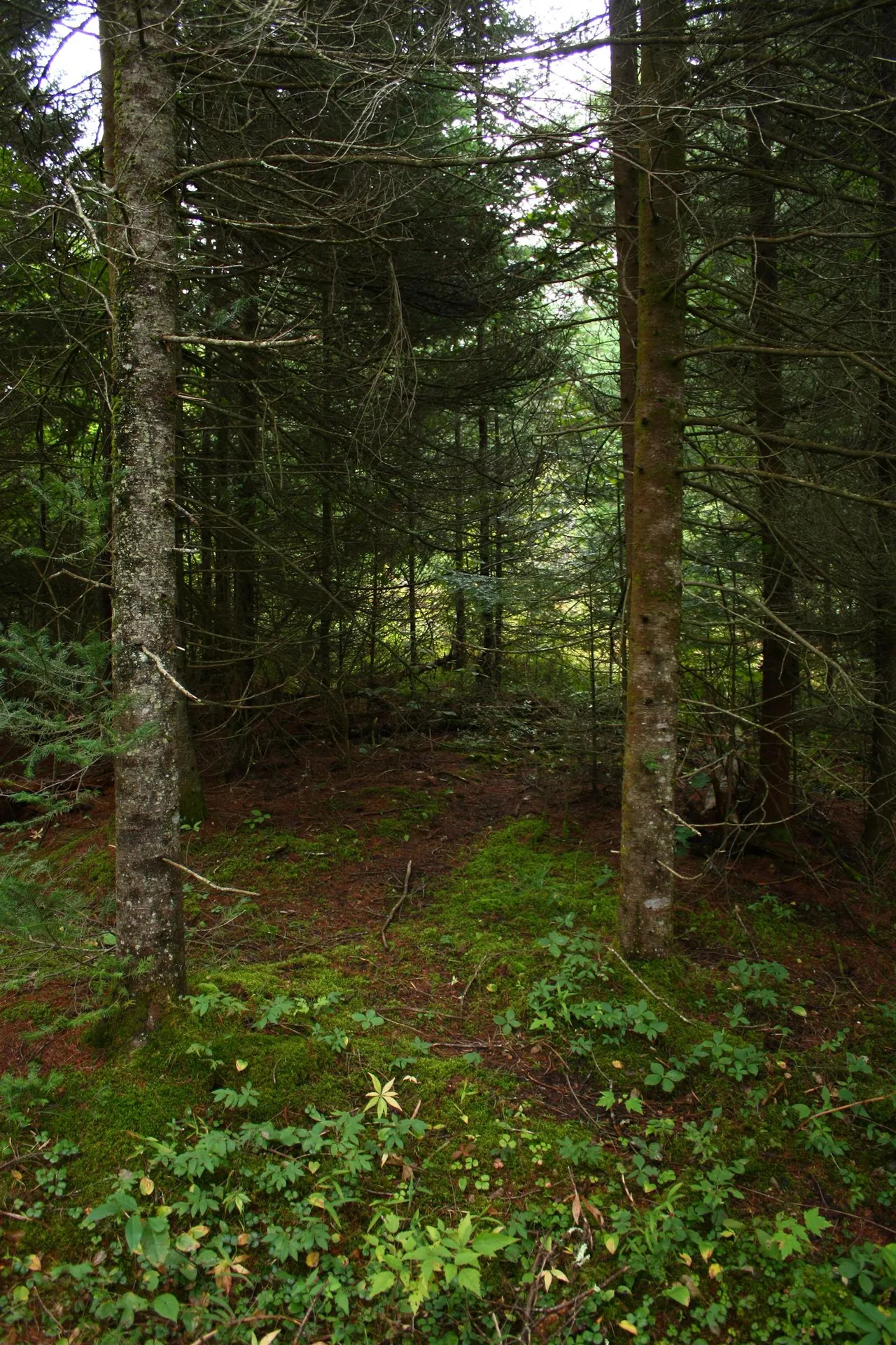 000 Scotch Hollow Road Newbury VT 05051