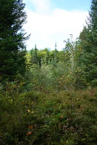 000 Scotch Hollow Road Newbury VT 05051