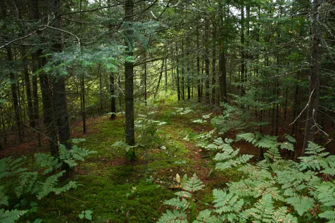 000 Scotch Hollow Road Newbury VT 05051