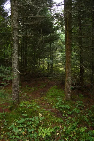 000 Scotch Hollow Road Newbury VT 05051