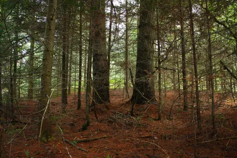 000 Scotch Hollow Road Newbury VT 05051