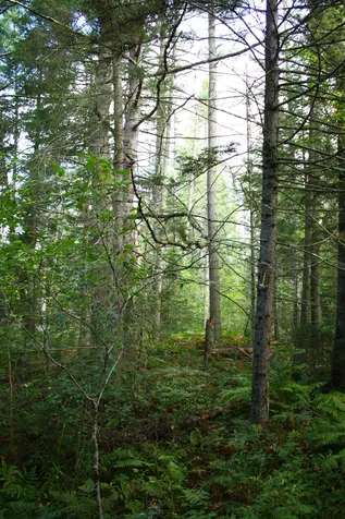 000 Scotch Hollow Road Newbury VT 05051