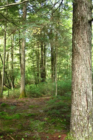 000 Scotch Hollow Road Newbury VT 05051