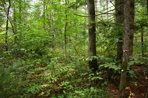000 Scotch Hollow Road Newbury VT 05051