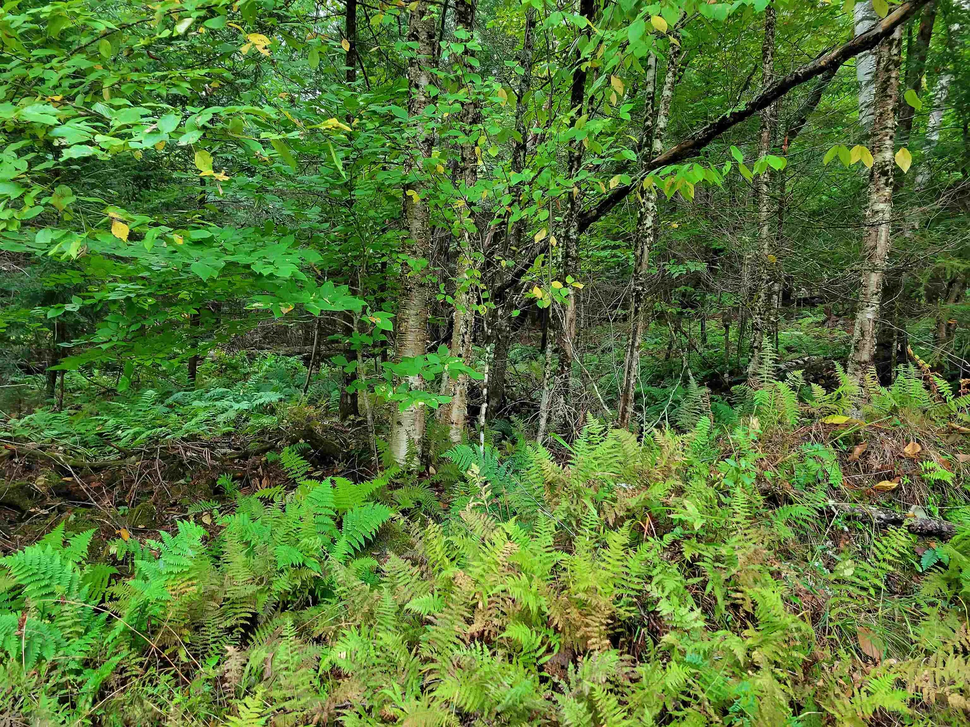 00 Straford Road Haverhill NH 03785