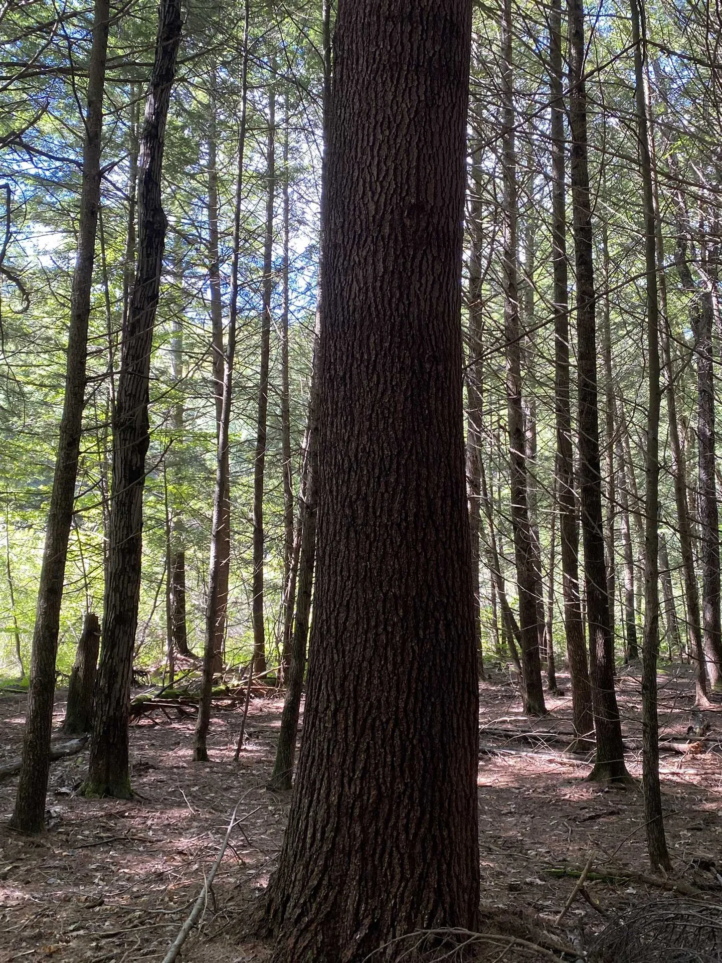 203 Hillwinds Road Brattleboro VT 05301