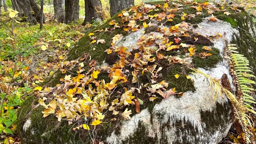 00 Tiffany Road Mount Holly VT 05730