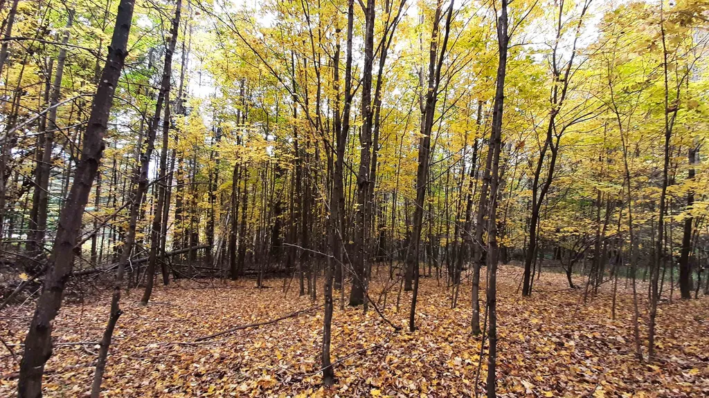 00 Tiffany Road Mount Holly VT 05730