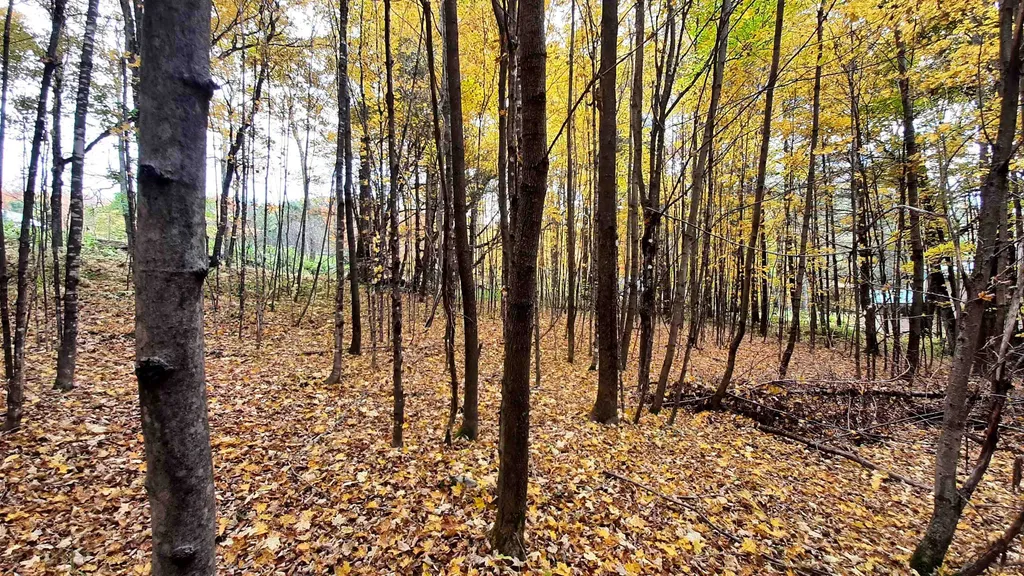 00 Tiffany Road Mount Holly VT 05730